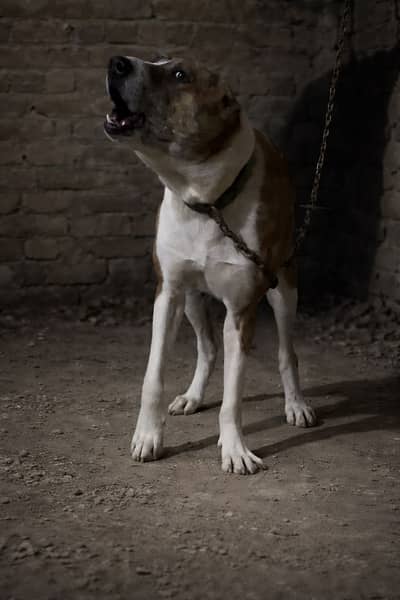 Afghan kuchi beautiful male forsale