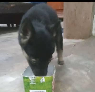 German Female Puppy For Sale