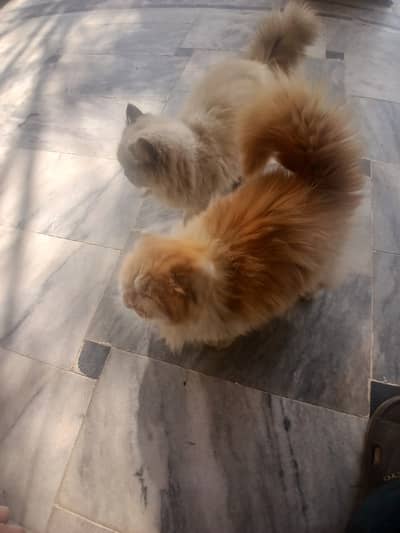 دو خوبصورت پیارے بچے بلیاں (Male & Female