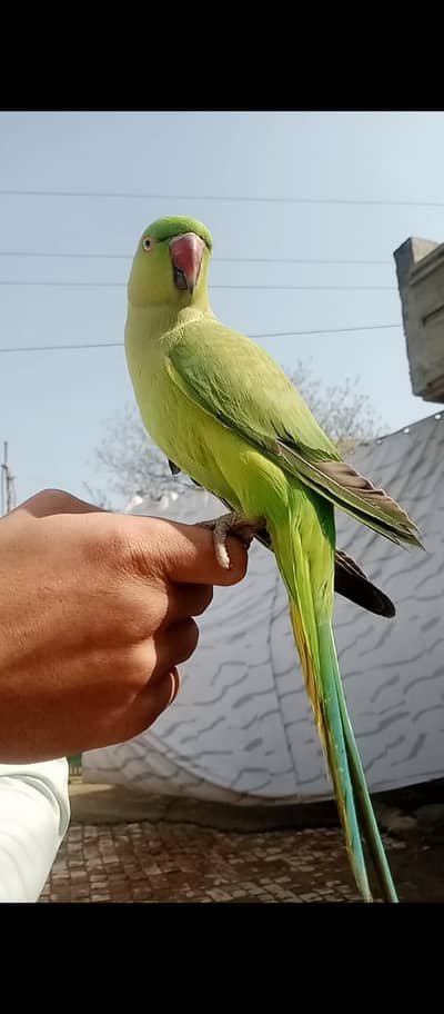 Indian Ringneck Parrot | Green Parrot | Hand tame | talking | Ringneck