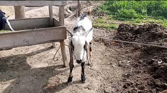 قربانی بکرا