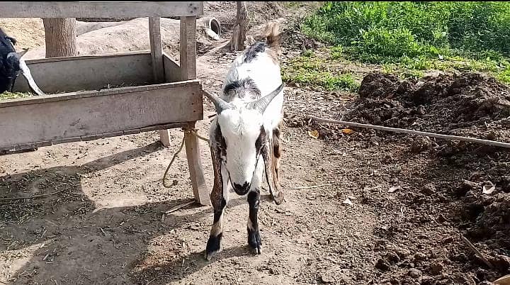 قربانی بکرا 0