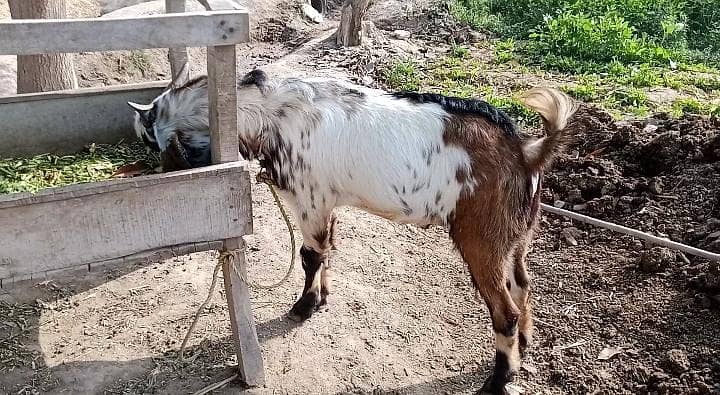 قربانی بکرا 1