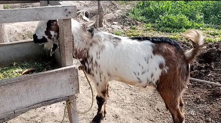 قربانی بکرا 2