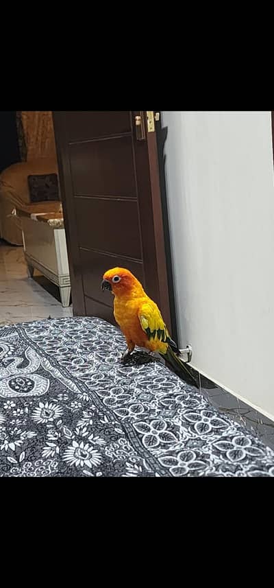 suncnoure red factor