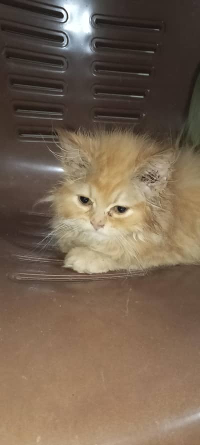 female Persian triple coat with house and some accessories