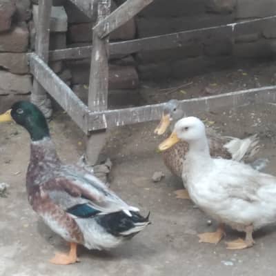 pasey kam bhi ho jaye gy urgentl for sale daily andey deti hai