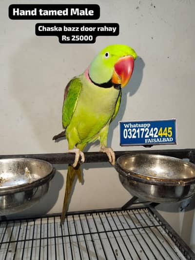 Raw parrot hand tamed (DD green)