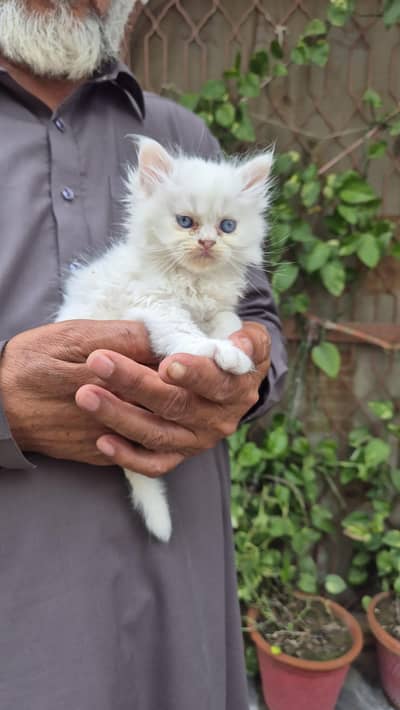 persian cat triple coat kitten