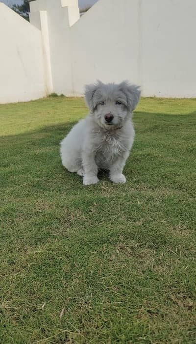 Maltipoo (a cross between a Maltese and a Poodle)