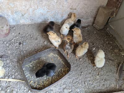 Aseel lakha chicks