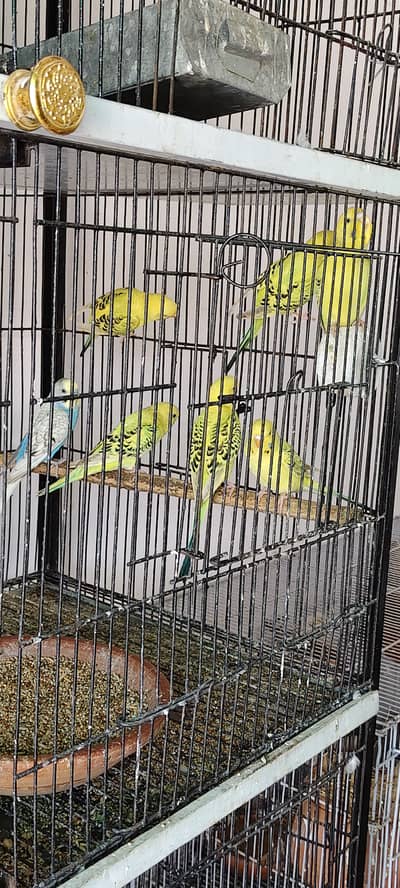 Lemon TCB budgies young pairs