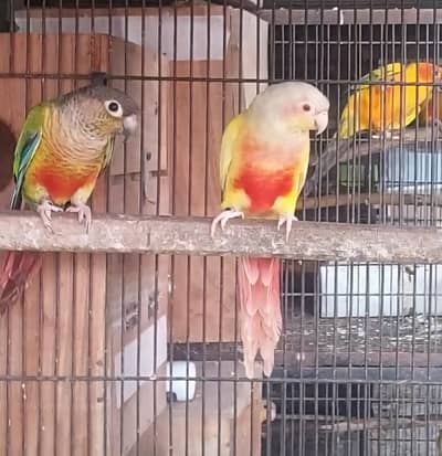 lutino conure Female to split lutino male