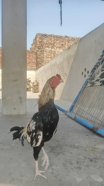 Pure Aseel Java Murga Mianwali Nasal