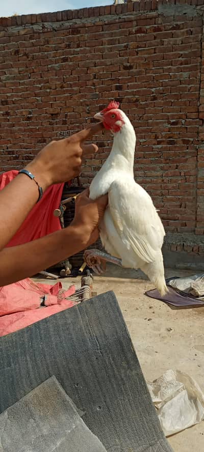 Paper white bengum madi