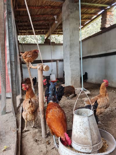 Golden Misri [Egg lying]