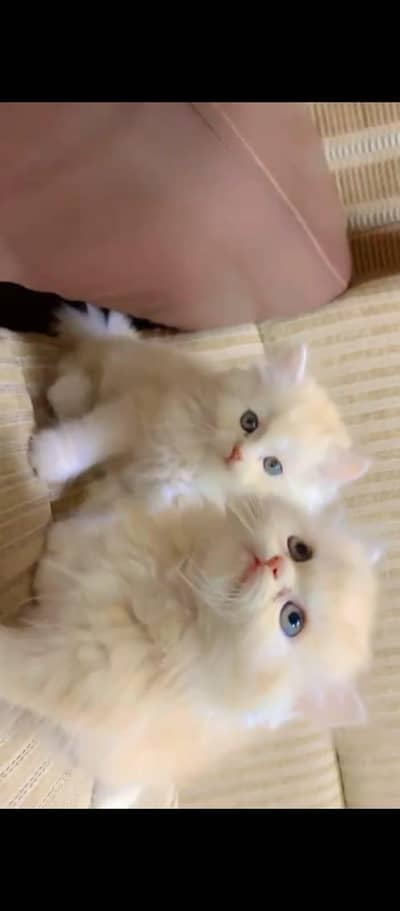 Persian kittens