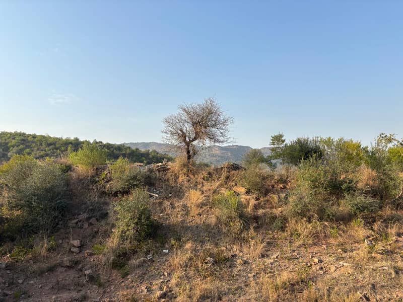 South Face | Beautiful Level Plot 7