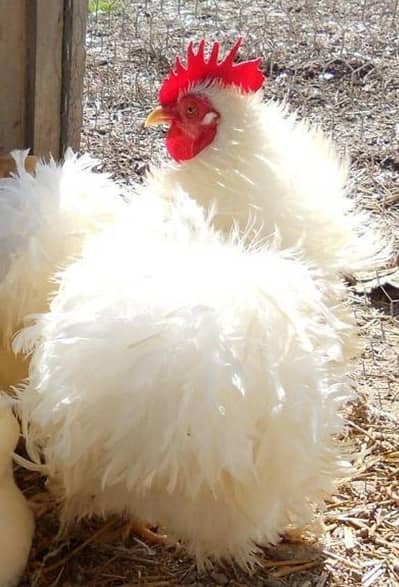Frizzle bamtam chicken male