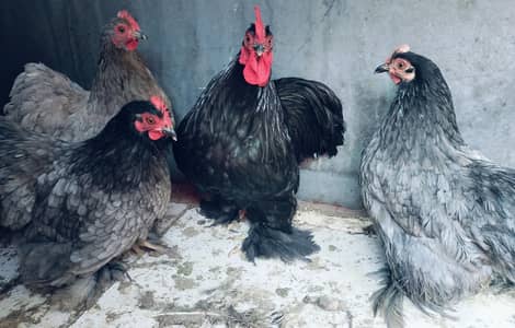 Bantam hens for sale