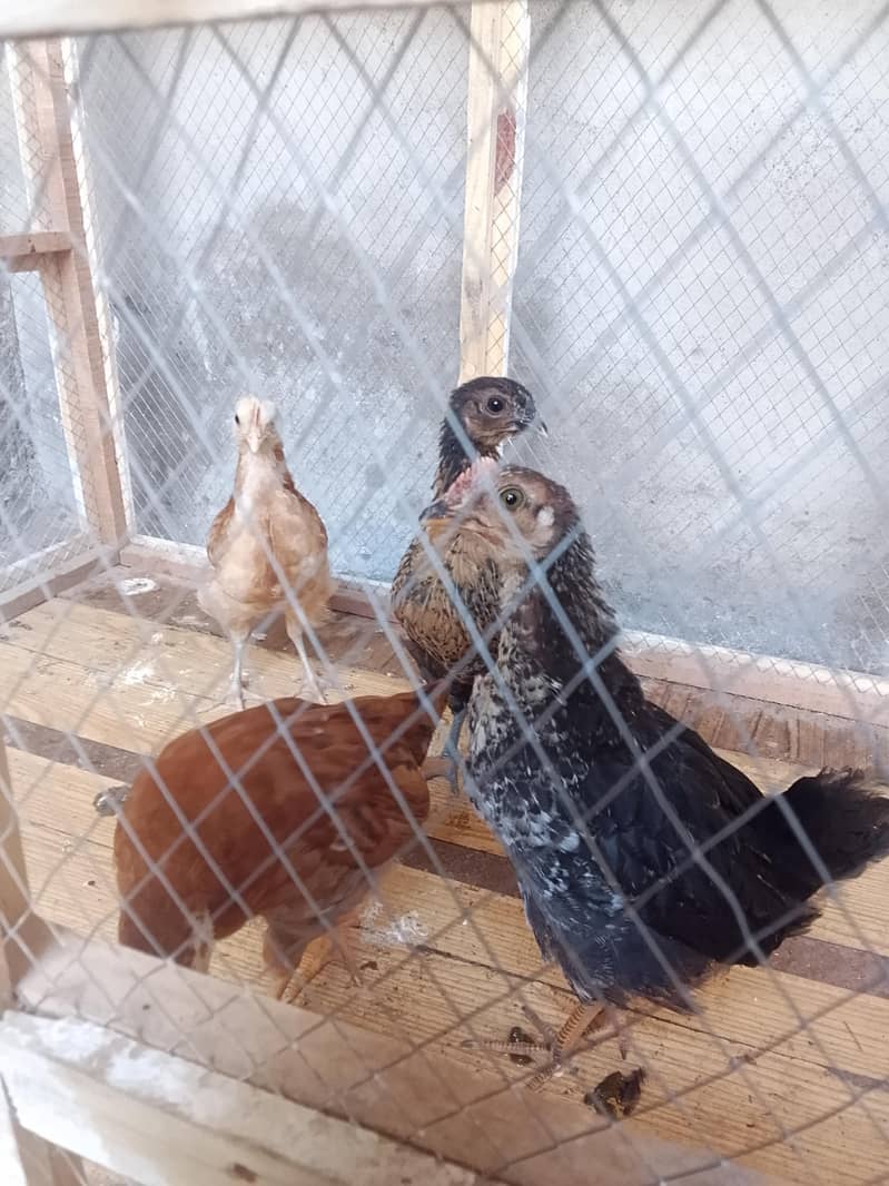 full active chicks  0