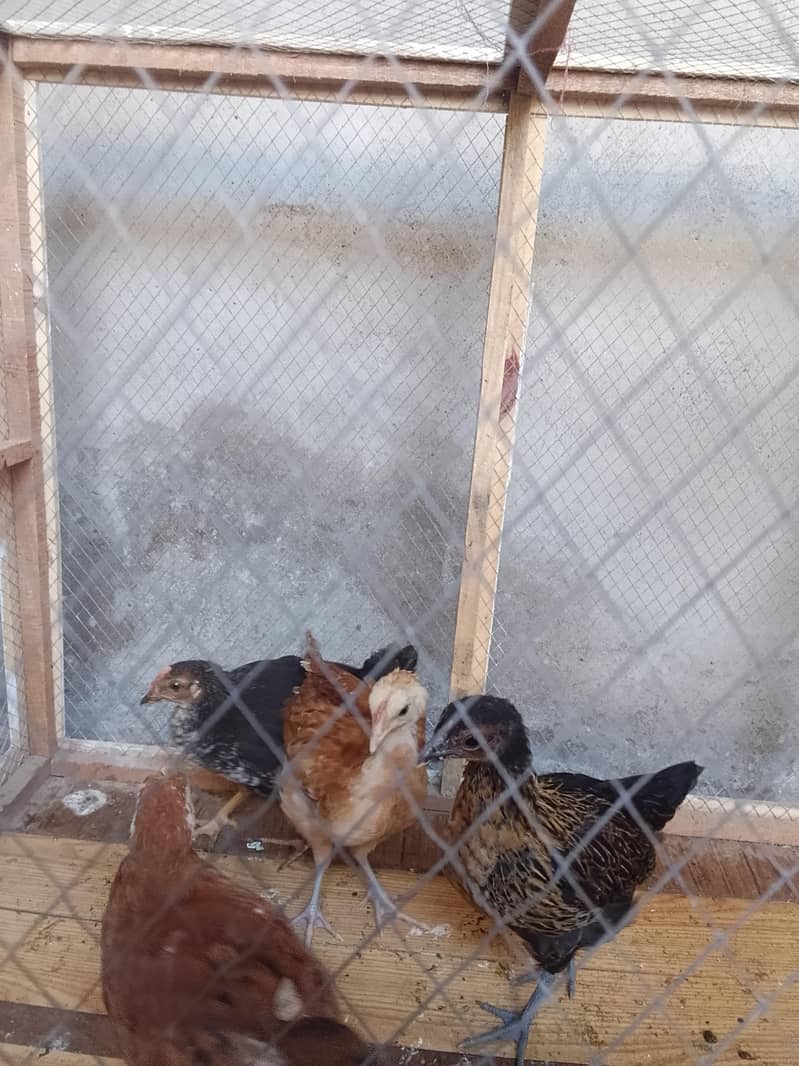 full active chicks  1
