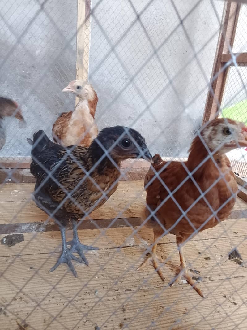 full active chicks  2