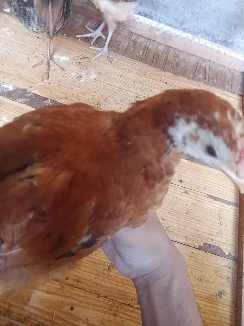 full active chicks  3