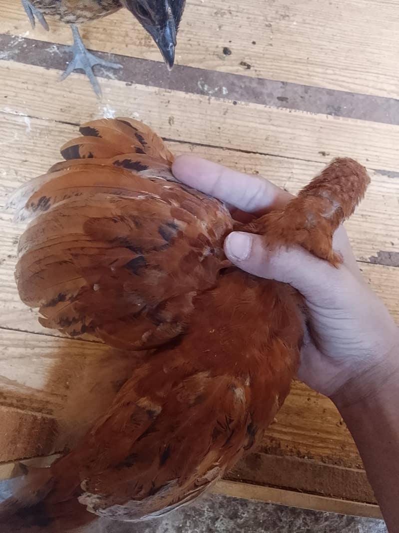 full active chicks  4