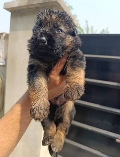 German Shepherd Puppy