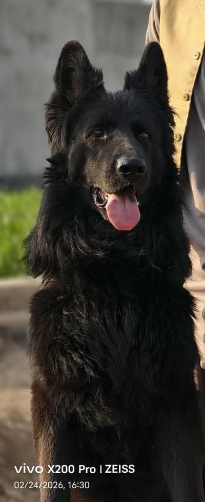 Black German shepherd Dog