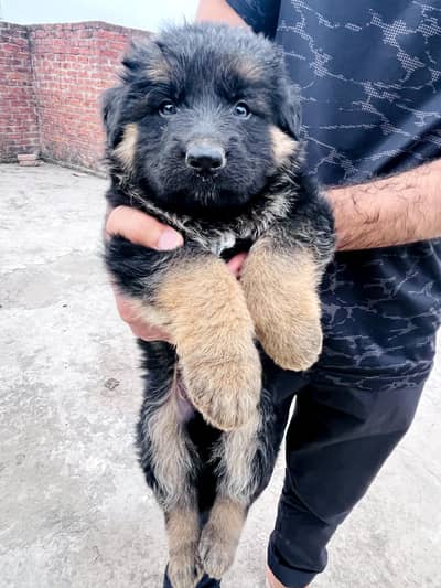 GERMAN SHEPHERD PUPPIES