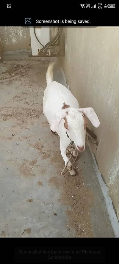 2 Bakre Tapre sale karne hai 2 Dant hai dono Active hai