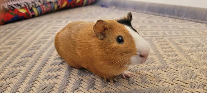 Guinea Pigs for Sale  (Pair Only)