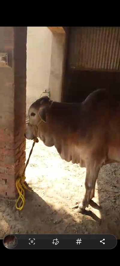 قربانی کے جانور برائے فروخت  2