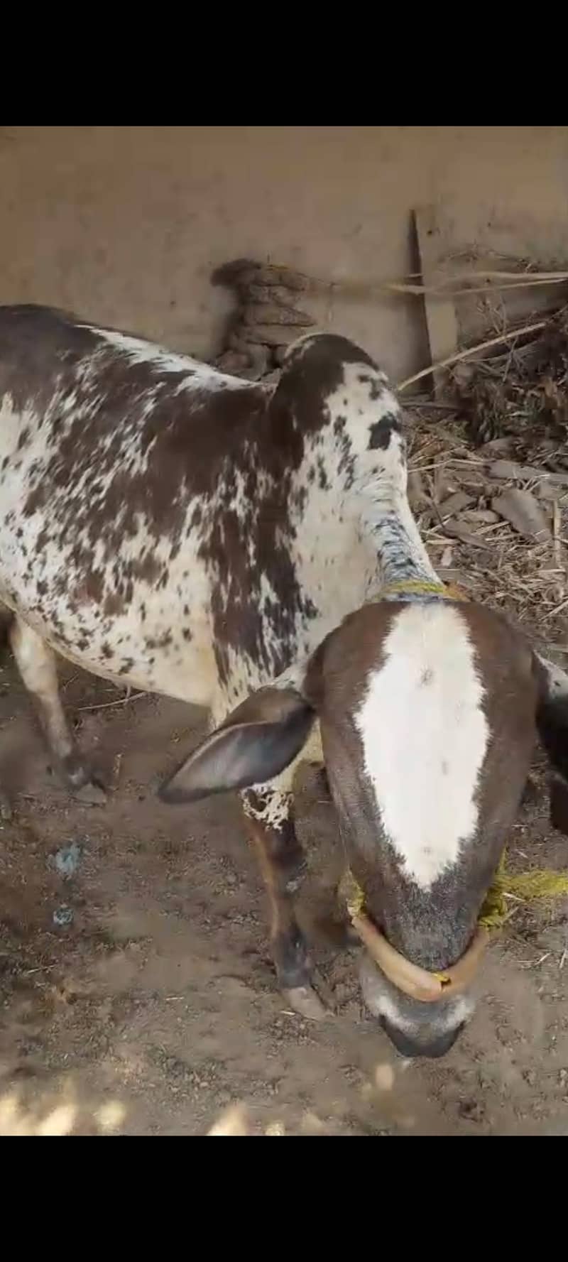 قربانی کے جانور برائے فروخت  2 2