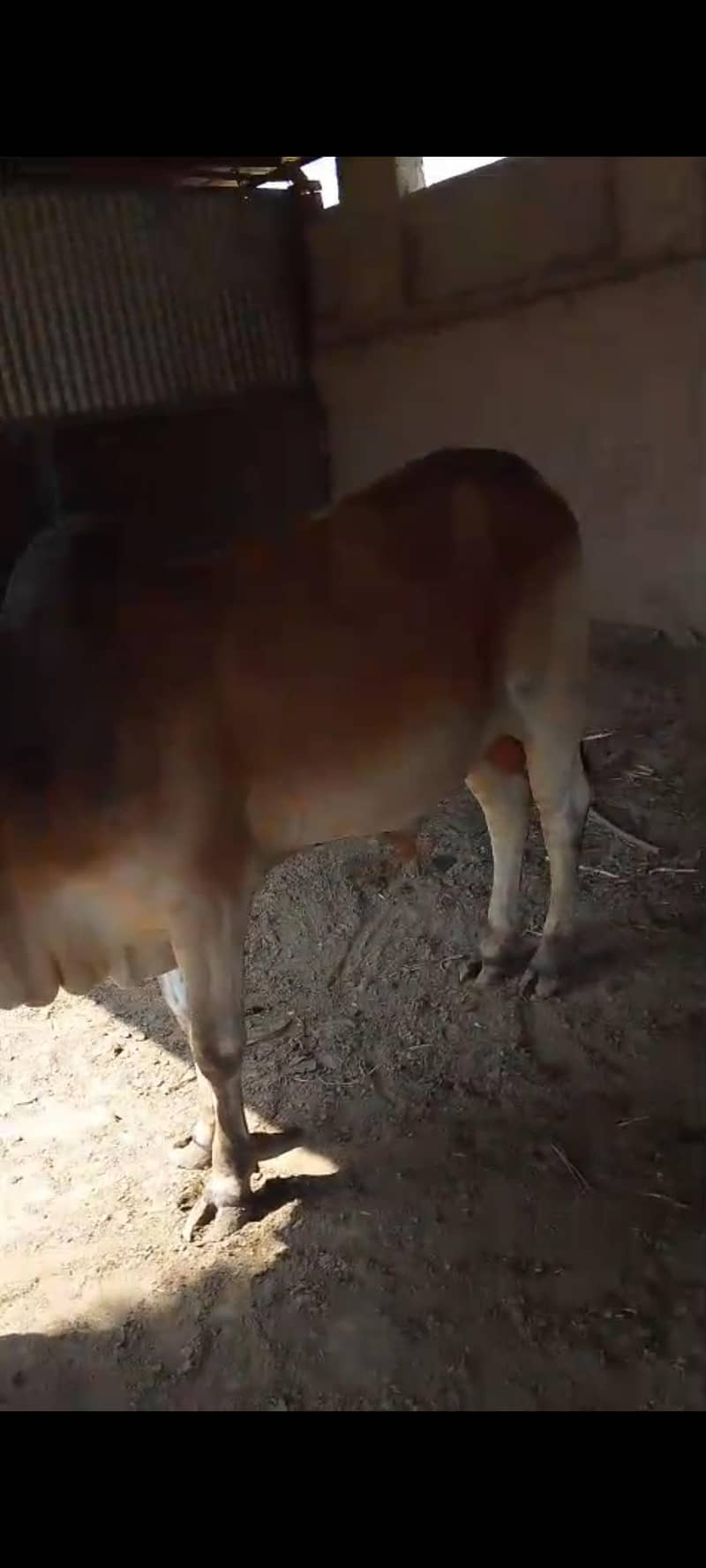 قربانی کے جانور برائے فروخت  2 4