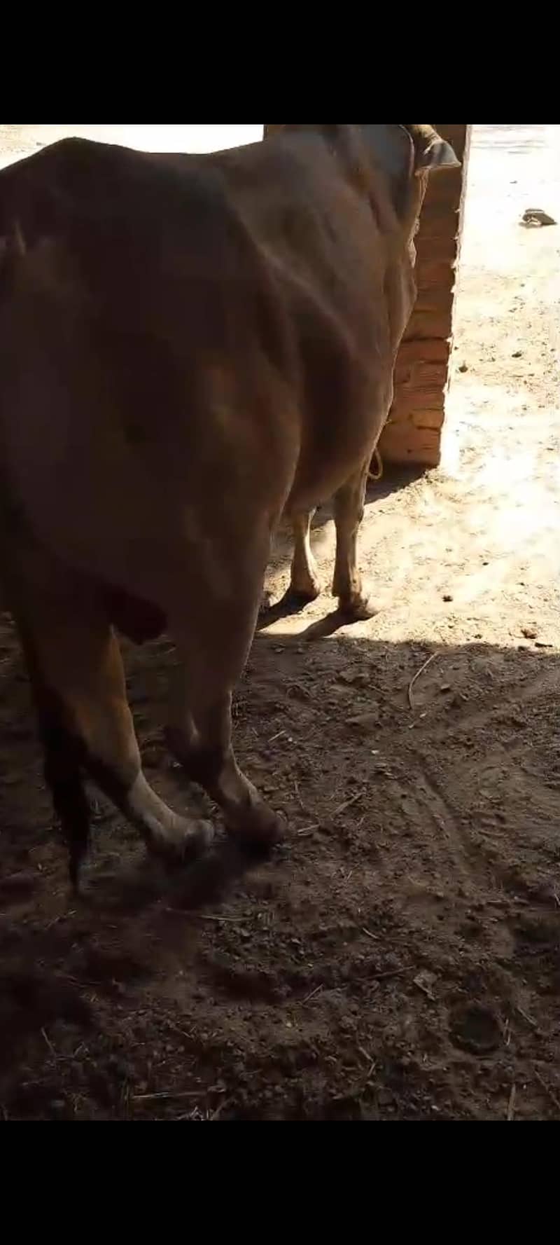 قربانی کے جانور برائے فروخت  2 5