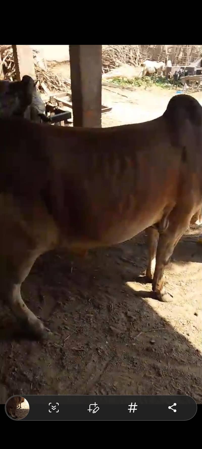 قربانی کے جانور برائے فروخت  2 6