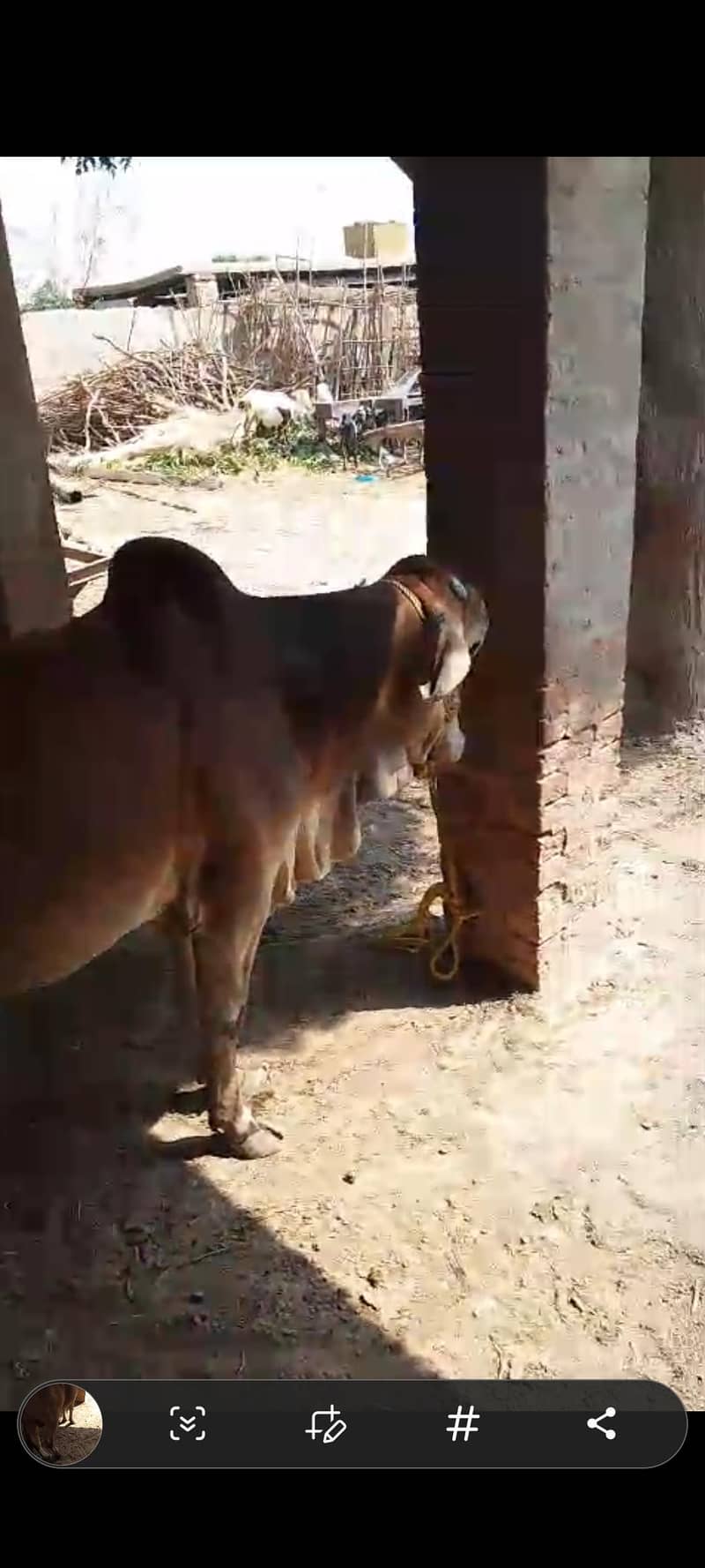 قربانی کے جانور برائے فروخت  2 7