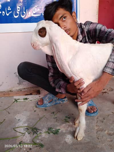 top quality gulabi Mele