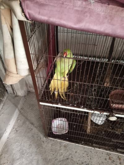 green parrot female breeder