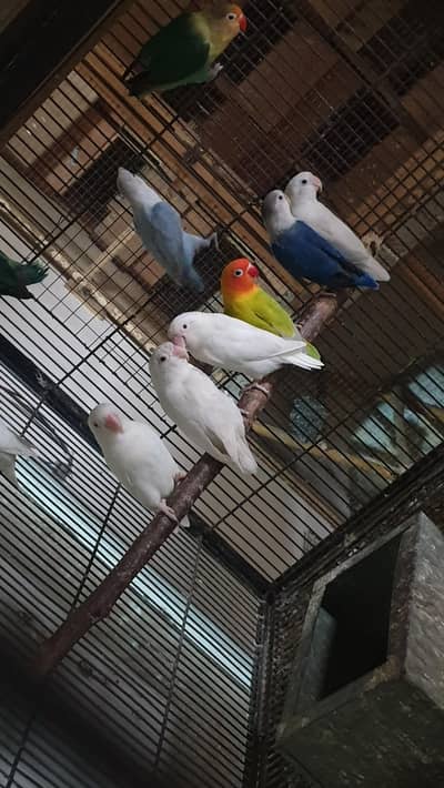 Breader Pair +Adult Birds + Mutations +Pale Fellow + Creemino Opline W