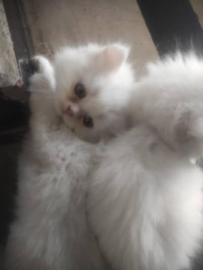 pure persion cat punch face