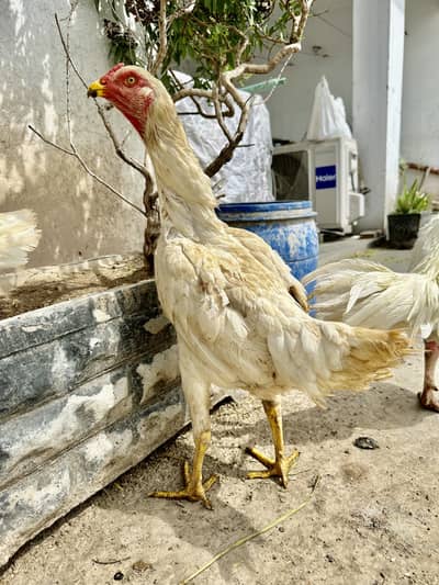 Pure Aseel Shamoo Female available