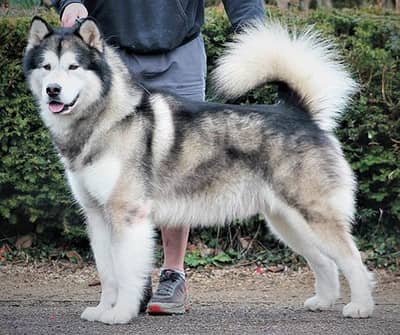 Alaskan Malamute female puppy available