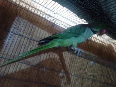 raw wild yellow eyes male sale