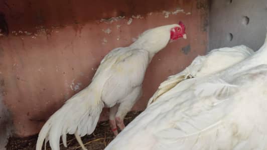 white shamo chinna shamo Bashir peryana