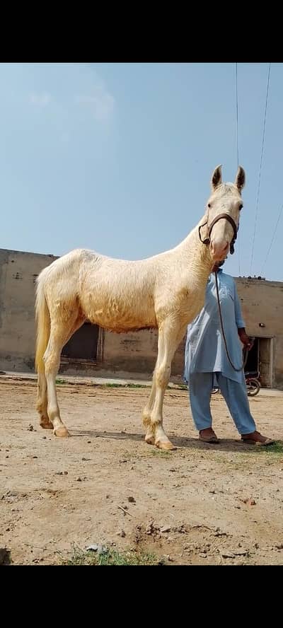 چاندی نکرہ وچھیرا فار سیل