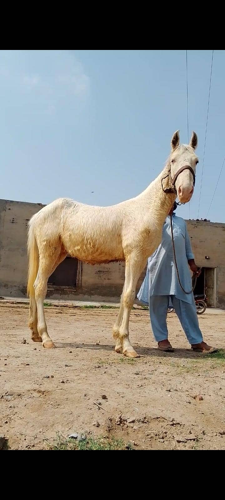 چاندی نکرہ وچھیرا فار سیل 1